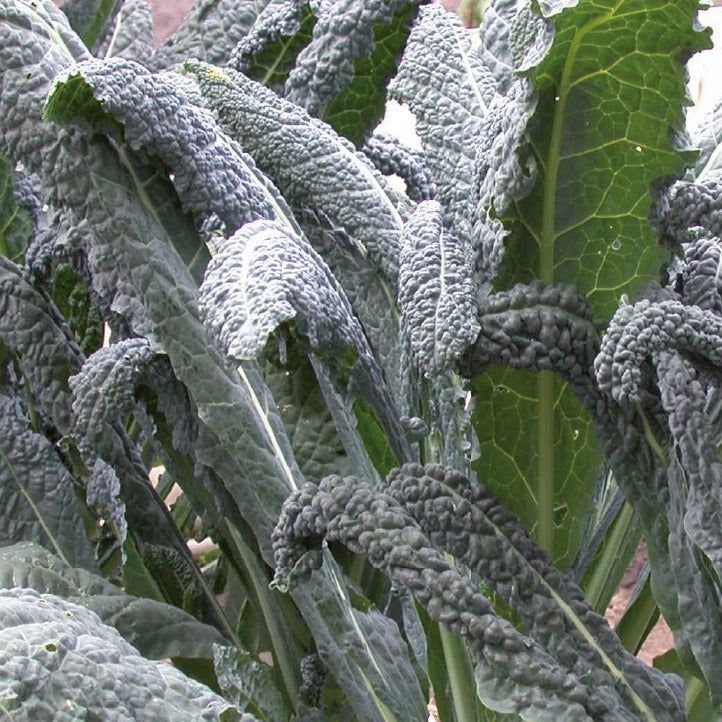 Palmkohl ‘Nero di Toscana’ Bio - Brassica oleracea Nero di Toscana - Bakker