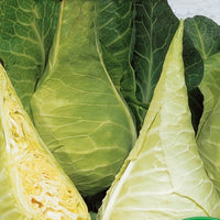 Weißkohl ‘Filderkraut Express’ - Bakker