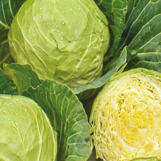 Weißkohl ‘Roem van Enkhuizen 3’ Bio - Bakker
