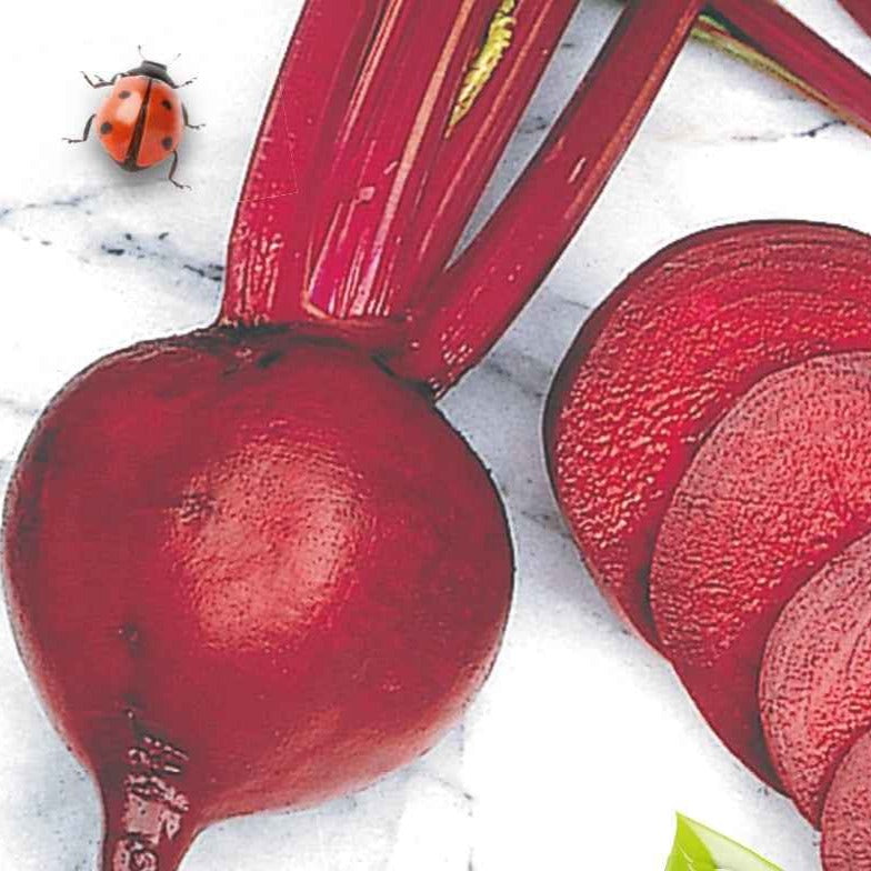 Beta vulgaris de detroit 2 - storuman - Rote Bete ‘Detroit 2’ Bio - Beta - Rübe