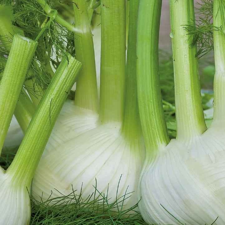 Knollenfenchel ‘Finale’ Bio - Bakker