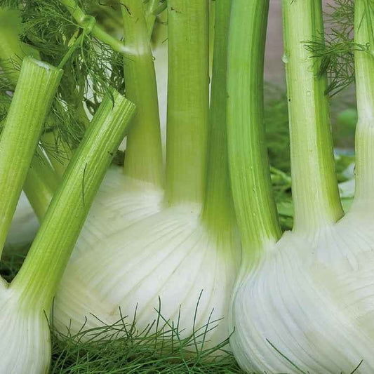 Knollenfenchel ‘Finale’ Bio - Bakker