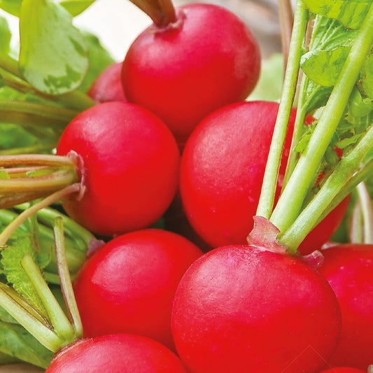 Radieschen ‘Raxe’ Bio - Bakker