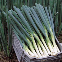 Verkauf Frühlingszwiebel Ishikura Long White