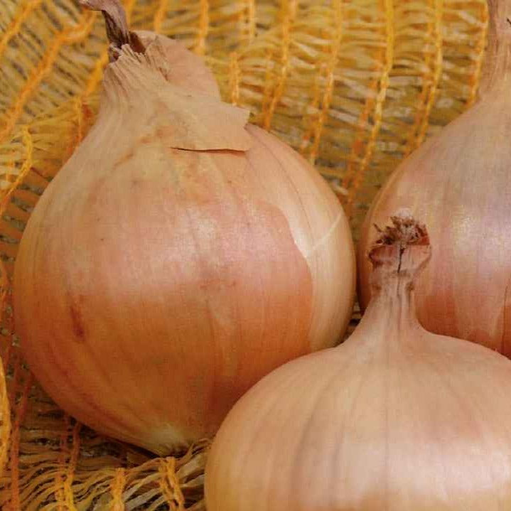 Gelbe Zwiebel Sturon Bio - Allium cepa sturon - Bakker