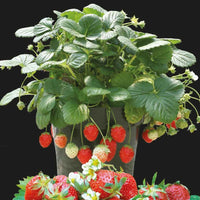Erdbeere Temptation - Bakker