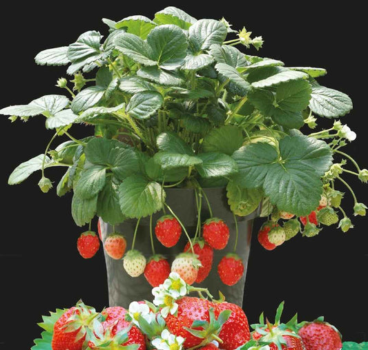 Erdbeere Temptation - Bakker