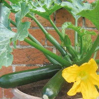 Topf-Zucchini ‘Patio Star’ F1 - Bakker