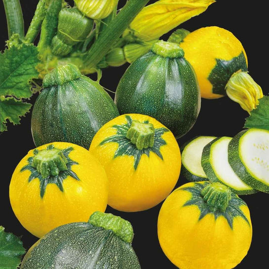 Zucchini Eight & One Ball F1 - Bakker