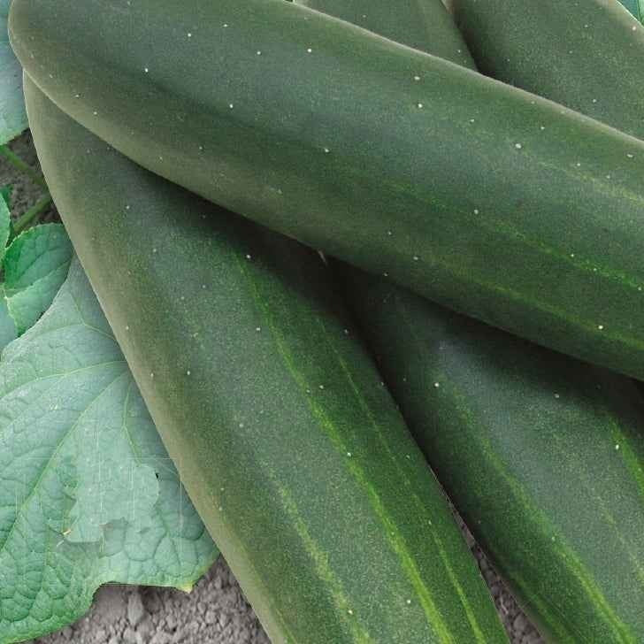 Gurke Sonja F1 Bio - Cucumis sativus sonja f1 - Bakker