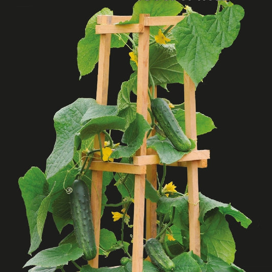 Snackgurke ‘Patio Snacker’ F1 - Bakker