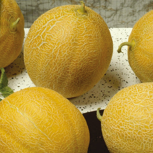Zuckermelone ‘Outdoor Wonder’ F1 - Bakker