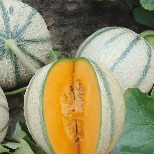 Cantaloupe-Melone ‘Artemis’ F1 - Bakker