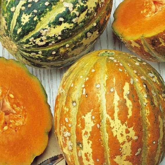 Cucumis melo oranje ananas - Ananas-Melone ‘Oranje Ananas’ - Samen für Melonen