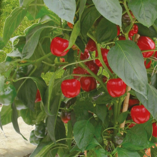 Topf-Paprika ‘Kobold’ F1 - Bakker