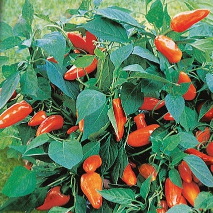 Topf-Paprika ‘Tangerine Dream’ F1 - Bakker