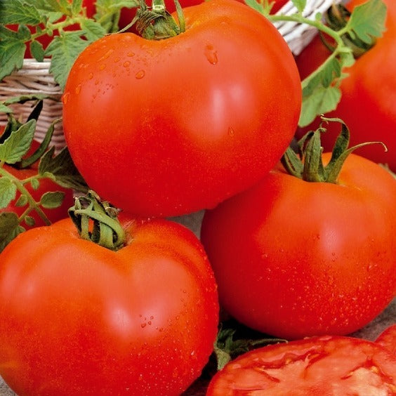Tomate ‘Bonset’ F1 - Solanum lycopersicum bonset f1 - Bakker