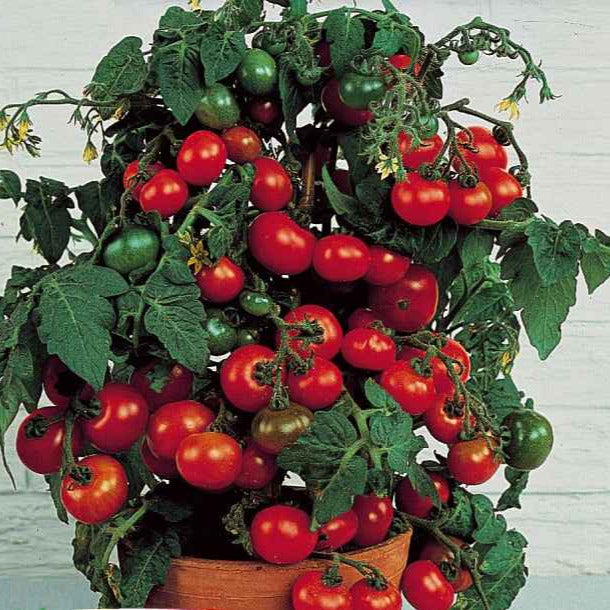 Lycopersicon lycopersicum minibel - Cherrytomate ‘Minibel’ - Samen für Tomaten