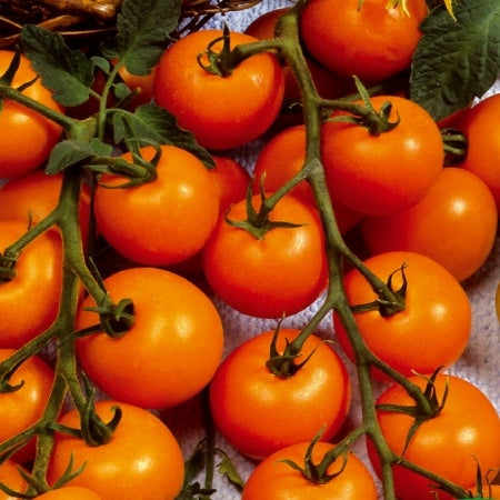 Kirschtomate ‘Sungold’ F1 - Bakker