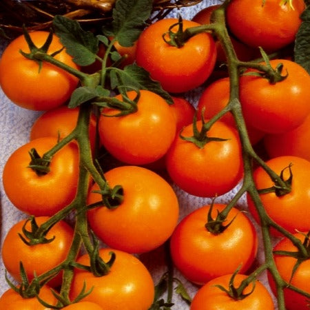 Collection tomates cerises - Sammlung von Kirschtomaten - Samen für Tomaten