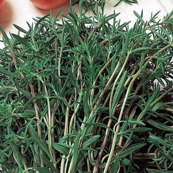 Satureja hortensis - Gewöhnliches Bohnenkraut Bio - Bio-Kräuter