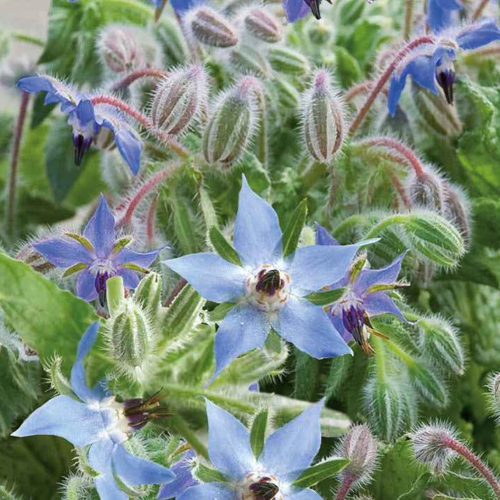 Samen für einjährige Blumen - Borretsch Blau Bio - Borago officinalis