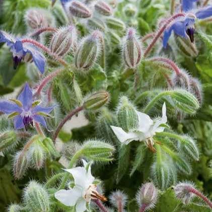 Borretsch blau, weiß - Samen für einjährige Blumen - Bakker