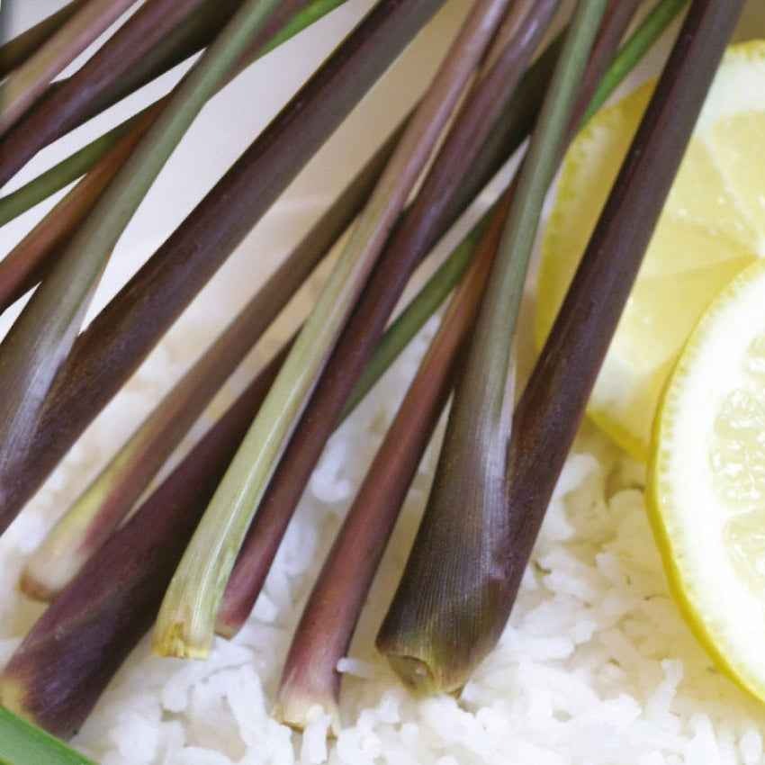 Kräutersamen - Zitronengras - Cymbopogon flexuosus