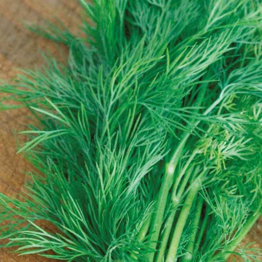 Dill ‘Bouquet’ Bio - Bakker