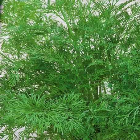 Dill Bouquet Compatto - Bakker