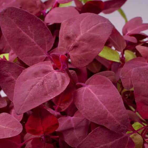 Gartenmelde Red Flash - Bakker