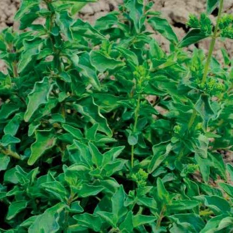 Oregano - Bakker
