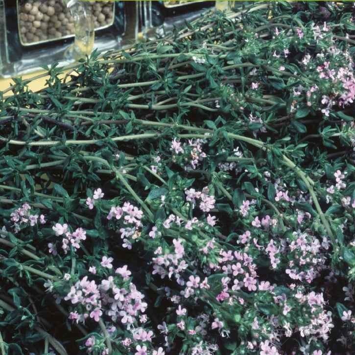 Winterthymian Bio - Thymus vulgaris - Bakker