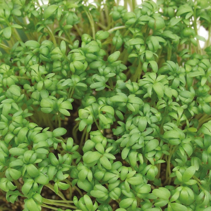 Lepidium sativum - Gartenkresse Bio - Samen für Salate