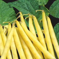 Phaseolus vulgaris orinoco wax - Buschbohne ‘Orinoco Wax’ - Samen für Bohnen