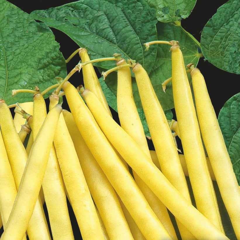 Phaseolus vulgaris orinoco wax - Buschbohne ‘Orinoco Wax’ - Samen für Bohnen