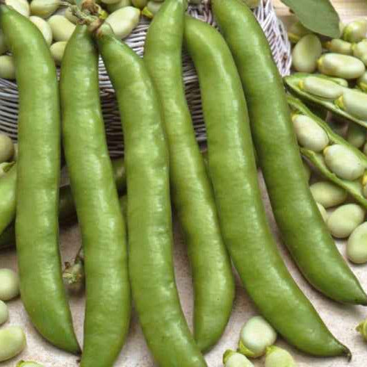 Ackerbohne ‘Driemaal Wit’ - Vicia faba driemaal wit - Bakker