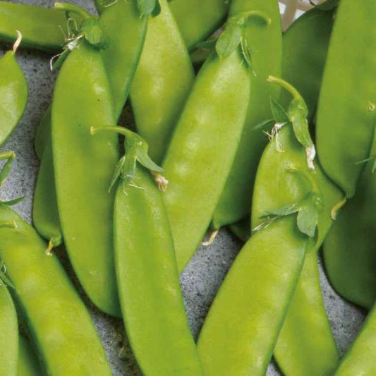 Zuckererbse Norli Bio - Bakker