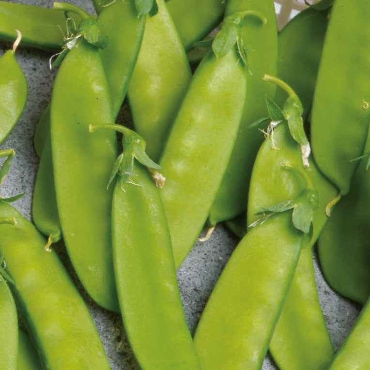 Zuckererbse Norli Bio - Bakker