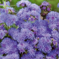 Leberbalsam ‘Blue Mink’ - Bakker