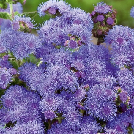 Leberbalsam ‘Blue Mink’ - Bakker
