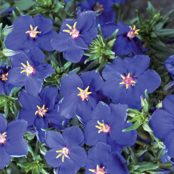 Blauer Gauchheil ‘Blue Moon’ - Anagallis monelli ssp linifolia - Bakker