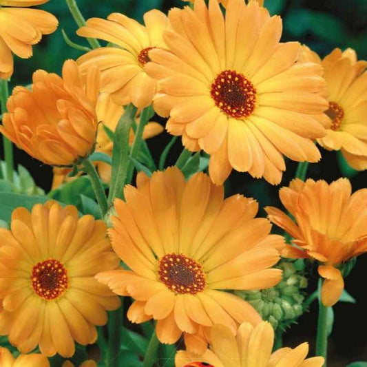 Ringelblume ‘Grand Nova’ Bio - Bakker