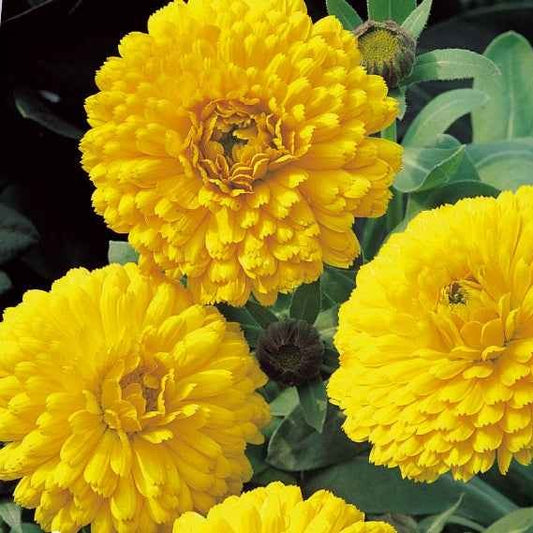 Ringelblume ‘Golden Yellow’ - Bakker
