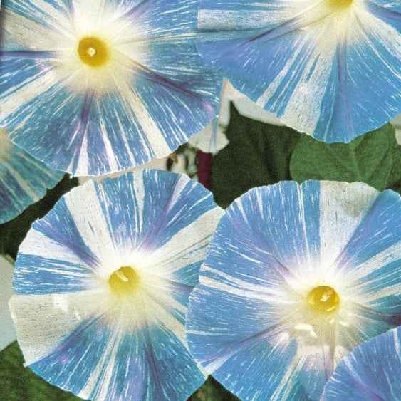 Prunkwinde Flying Saucer - Ipomoea tricolor flying saucer - Bakker