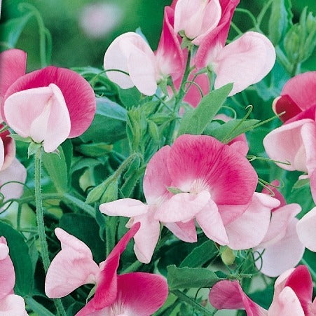 Verkauf Duftwicke ‘Painted Lady 1937’ - Lathyrus odoratus grandiflorus painted lady 1937