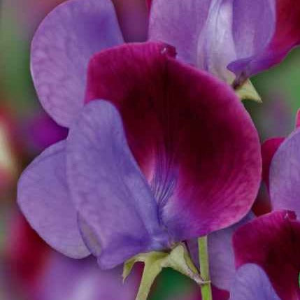 Lathyrus odoratus grandiflorus cupani's original 1699 - Duftwicke ‘Cupani’s Original 1699’ - Samen für einjährige Blumen