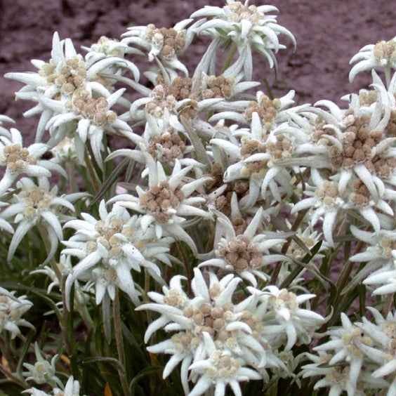 Samen für Blumenbeete und -ränder - Edelweiß - Leontopodium alpinum