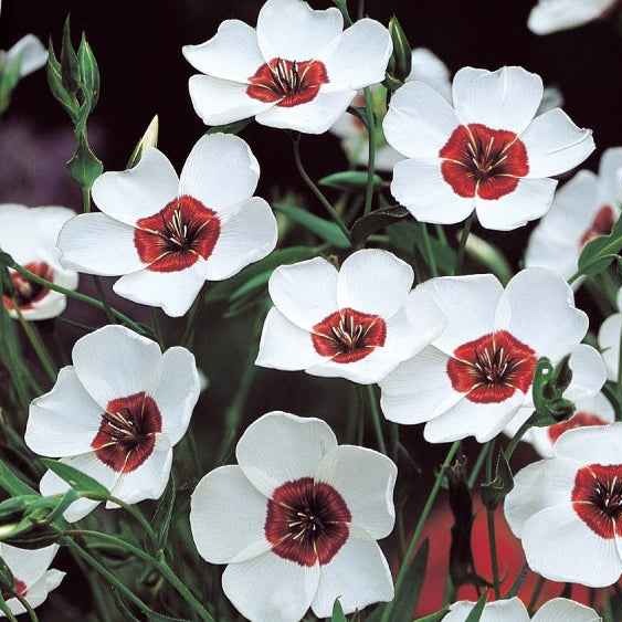 Großblumiger Lein Bright Eyes - Linum grandiflorum bright eyes - Bakker