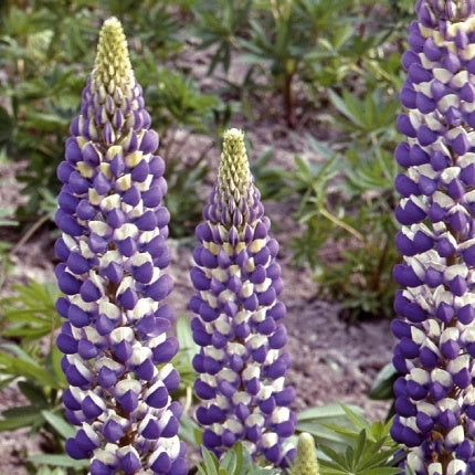 Staudenlupine Russell Hybrids The Governer - Bakker